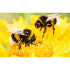 Bees Beautiful Bees with Mary Hyland & Mary McNutt Sunday 27th March 2022